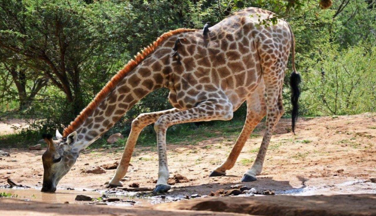 Mabalingwe Elephant Lodge 贝拉贝拉 外观 照片